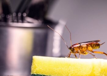 Nem inseticida, nem veneno! Afaste baratas da sua casa usando essas ervas