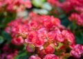 Cuidados essenciais para prolongar a floração das begônias o ano todo
