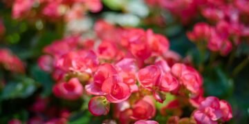 Cuidados essenciais para prolongar a floração das begônias o ano todo