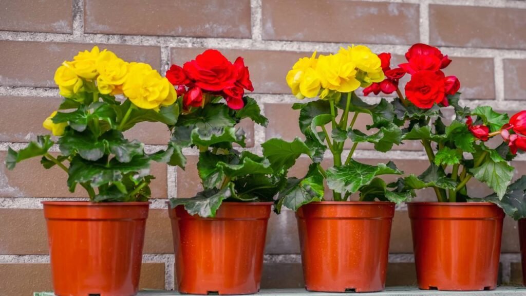 Cuidados essenciais para prolongar a floração das begônias o ano todo