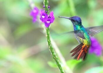 O que significa quando um beija-flor visita seu jardim?