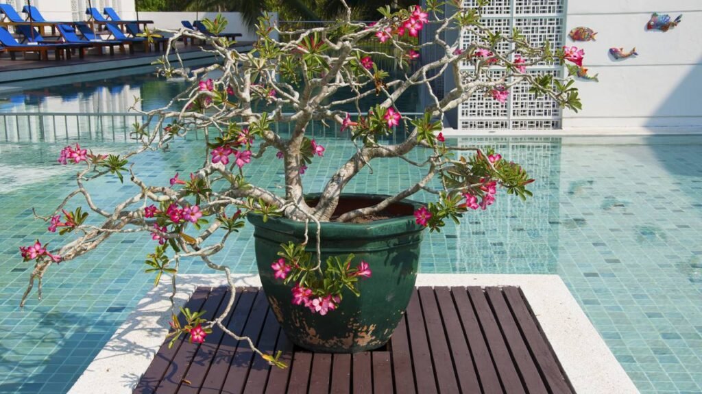 Paisagistas estão apostando nessa trepadeira para criar muros vivos e frescos