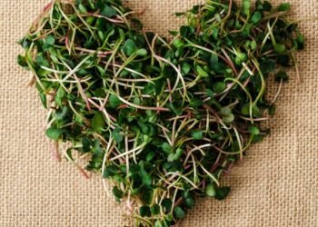 Brotos fáceis de cultivar em casa que garantem nutrientes em poucos dias