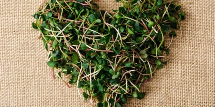 Brotos fáceis de cultivar em casa que garantem nutrientes em poucos dias