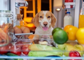 Especialista revela as frutas que são ideias para cães