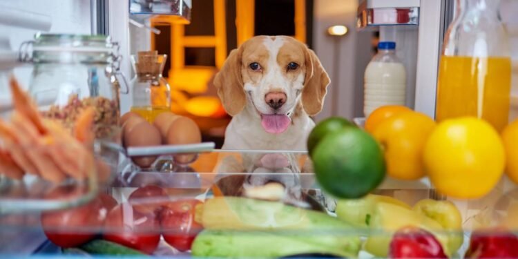Risco de dar frutas para seu cachorro - Créditos: depositphotos.com / chika_milan