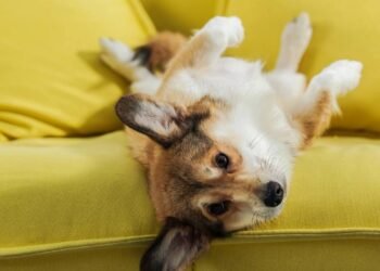 Quanto tempo um cachorro pode ficar sozinho em casa segundo veterinários