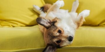 Quanto tempo um cachorro pode ficar sozinho em casa segundo veterinários