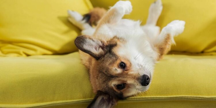 Quanto tempo um cachorro pode ficar sozinho em casa segundo veterinários