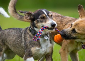Brinquedos que ajudam na disciplina e no comportamento do seu cão
