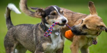 Brinquedos que ajudam na disciplina e no comportamento do seu cão