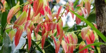 A especiaria mais poderosa para saúde e beleza que você pode cultivar em casa