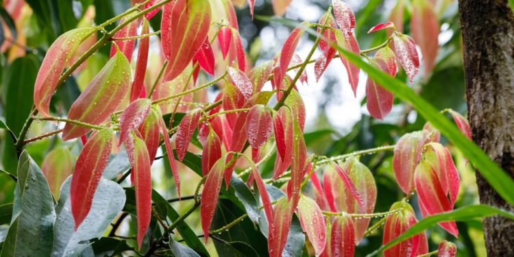 Para plantar canela em casa, é fundamental garantir um solo bem drenado - Créditos: depositphotos.com / artush