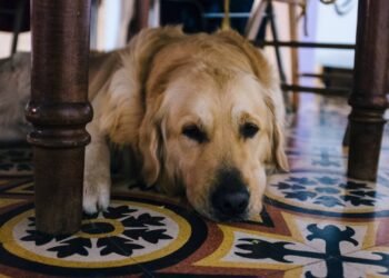 Por que o cão se esconde debaixo da mesa e o que isso significa