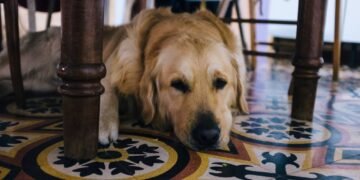 Sinais simples que revelam quando cães e gatos estão envelhecendo mal