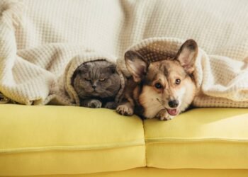 O passo a passo para um gato e um cão conviverem em harmonia