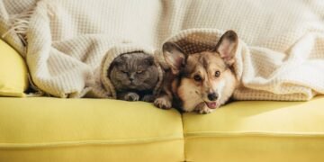 O passo a passo para um gato e um cão conviverem em harmonia