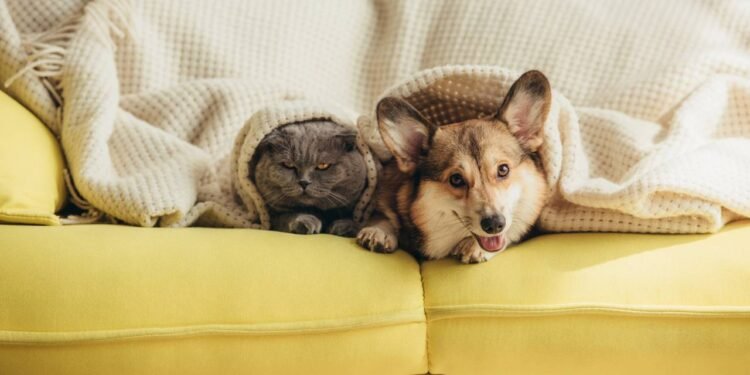 O passo a passo para um gato e um cão conviverem em harmonia