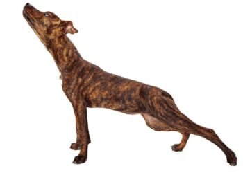 O que seu cão quer dizer quando se espreguiça, segundo especialistas