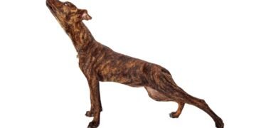 O que seu cão quer dizer quando se espreguiça, segundo especialistas