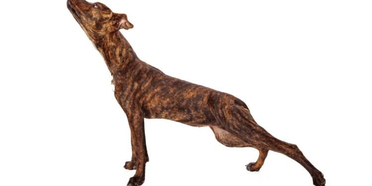 Comportamento canino que está chamando atenção de tutores no Brasil - Créditos: depositphotos.com / adogslifephoto