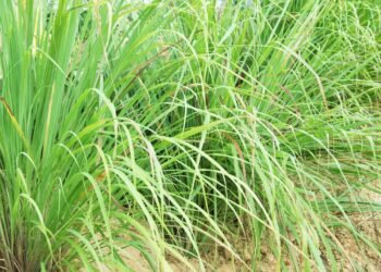 O cultivo do capim-limão pode trazer mais saúde e bem-estar para sua casa