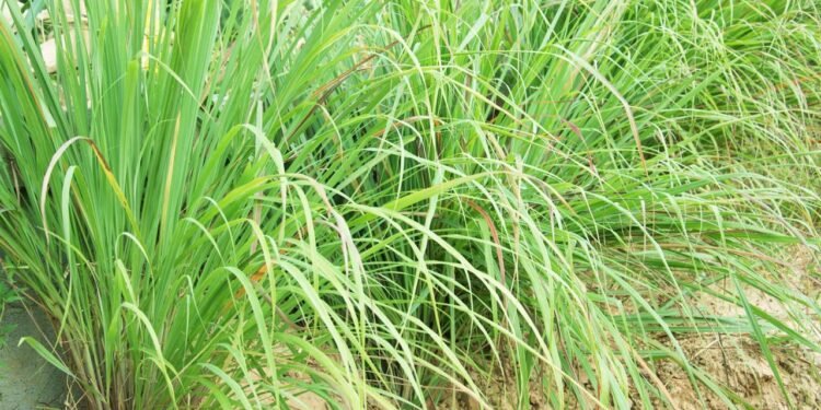 O cultivo do capim-limão pode trazer mais saúde e bem-estar ao seu lar - Créditos: depositphotos.com / Nannie_iiuu