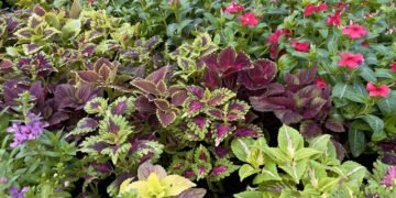 As 5 plantas grandes perfeitas para decorar sua casa com estilo e frescor