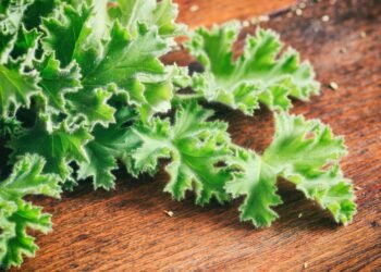 Plantei citronela do jeito certo e nunca mais sofri com mosquitos em casa