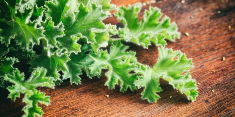 Plantei citronela do jeito certo e nunca mais sofri com mosquitos em casa