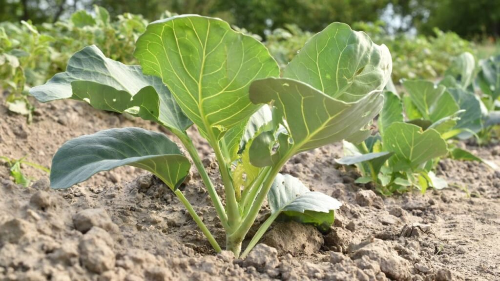 As folhas verdes mais poderosas para sua saúde que você pode plantar em casa