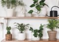 Renove a decoração da sua casa utilizando essas plantas fáceis de cuidar