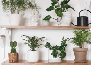 Renove a decoração da sua casa utilizando essas plantas fáceis de cuidar