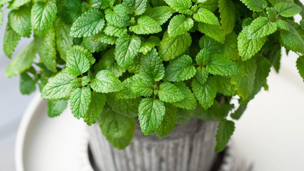 Cultive essa erva em casa e tenha chás calmantes direto do seu jardim