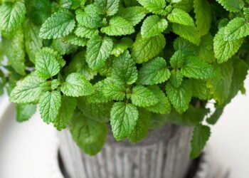 Cultive essa erva em casa e tenha chás calmantes direto do seu jardim