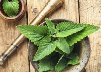 Plante essa erva poderosa e durma melhor naturalmente