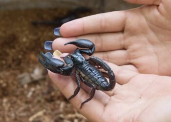 5 plantas que ajudam a manter escorpiões bem longe e perfumam sua casa