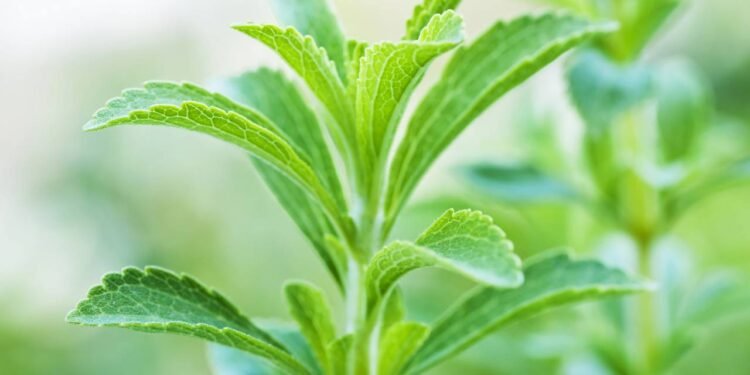 Aprenda a cultivar um adoçante natural direto do seu quintal