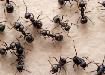 Flores aromáticas que criam uma barreira natural contra formigas