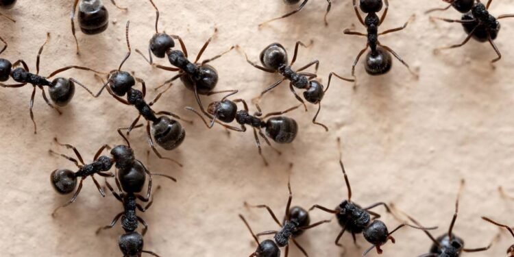 Flores aromáticas que criam uma barreira natural contra formigas