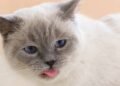 Os sinais quando seu gato coloca a língua para fora, segundo veterinário