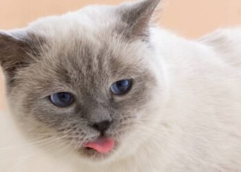Os sinais quando seu gato coloca a língua para fora, segundo veterinário