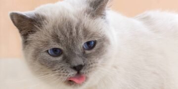 Os sinais quando seu gato coloca a língua para fora, segundo veterinário