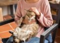 Obesidade atinge 40% dos cães e gatos e preocupa tutores