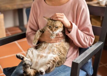 Obesidade atinge 40% dos cães e gatos e preocupa tutores