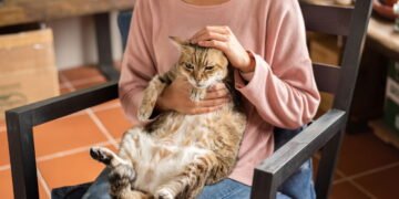 Obesidade atinge 40% dos cães e gatos e preocupa tutores