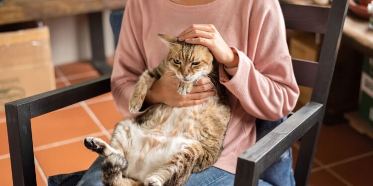 Obesidade atinge 40% dos cães e gatos e preocupa tutores