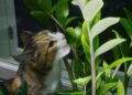 As espécies mais tóxicas para gatos que ainda aparecem em muitas casas