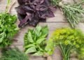 Transforme suas receitas com esses temperos cultivados em casa