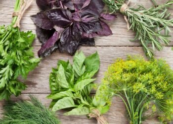 Transforme suas receitas com esses temperos cultivados em casa